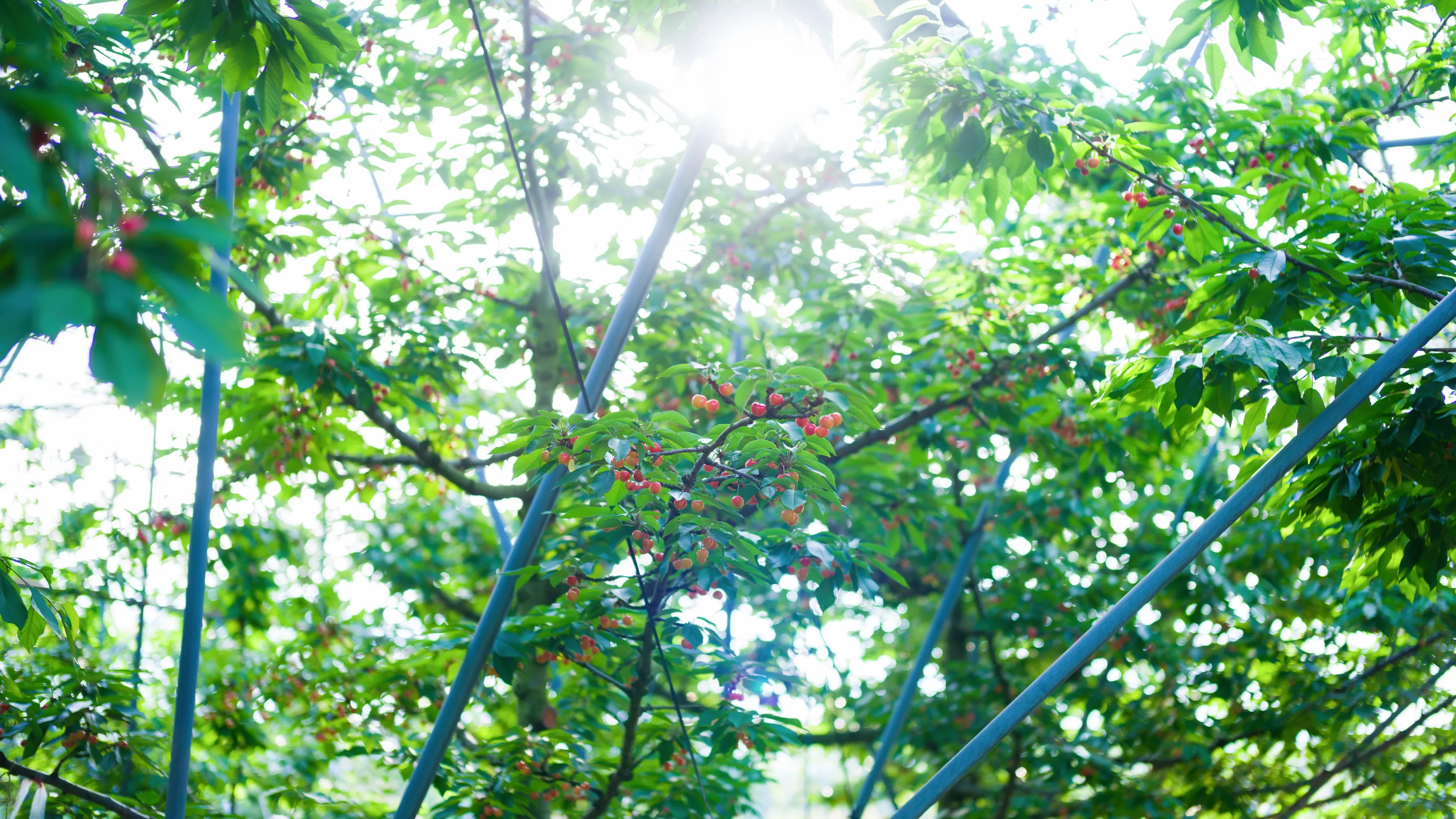 杉山さくらんぼ園の果樹園