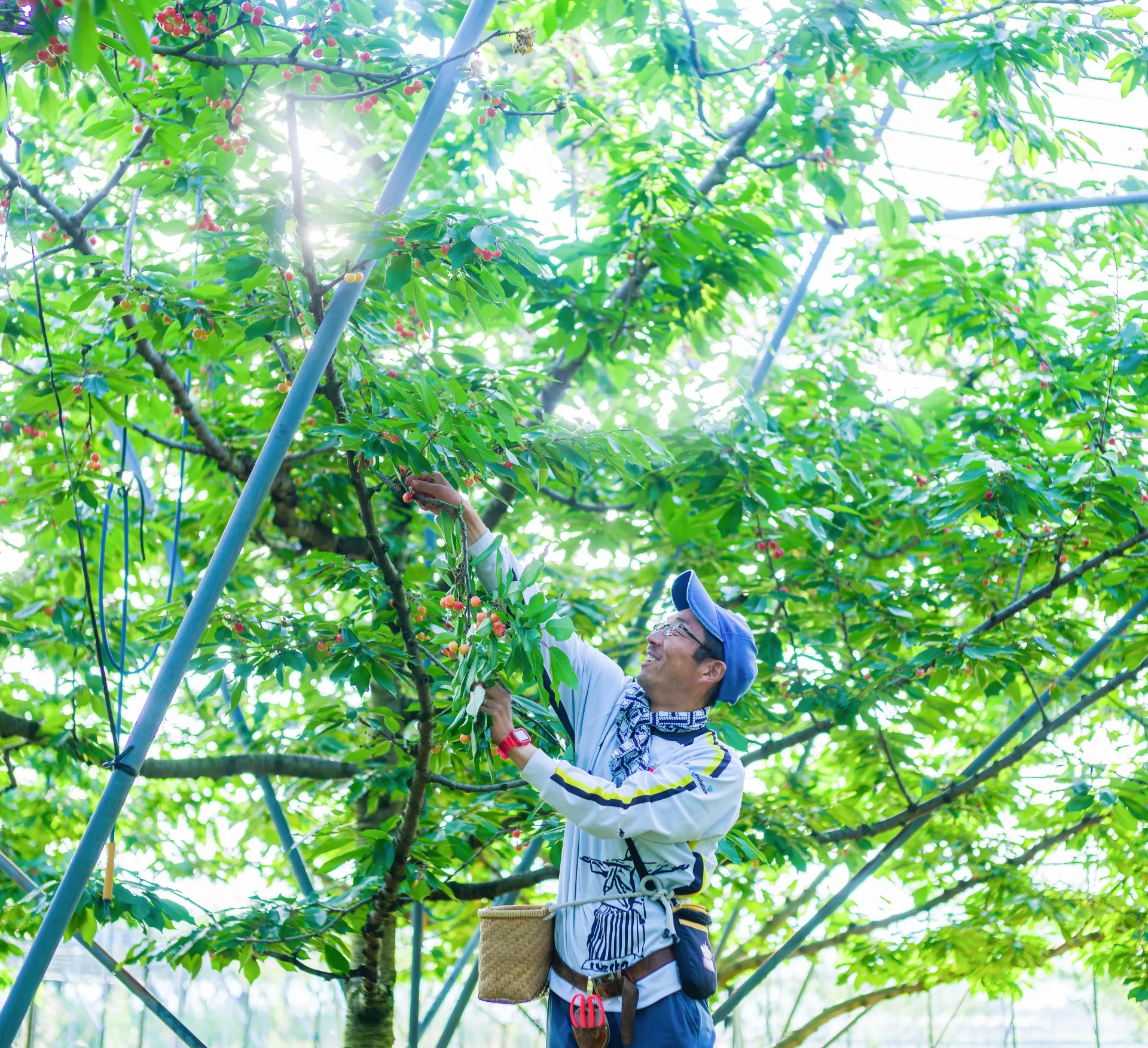 杉山さくらんぼ園の果樹園