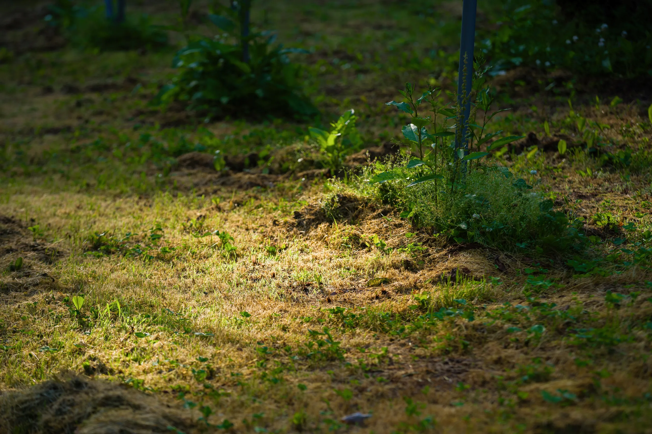 農業残渣の再利用