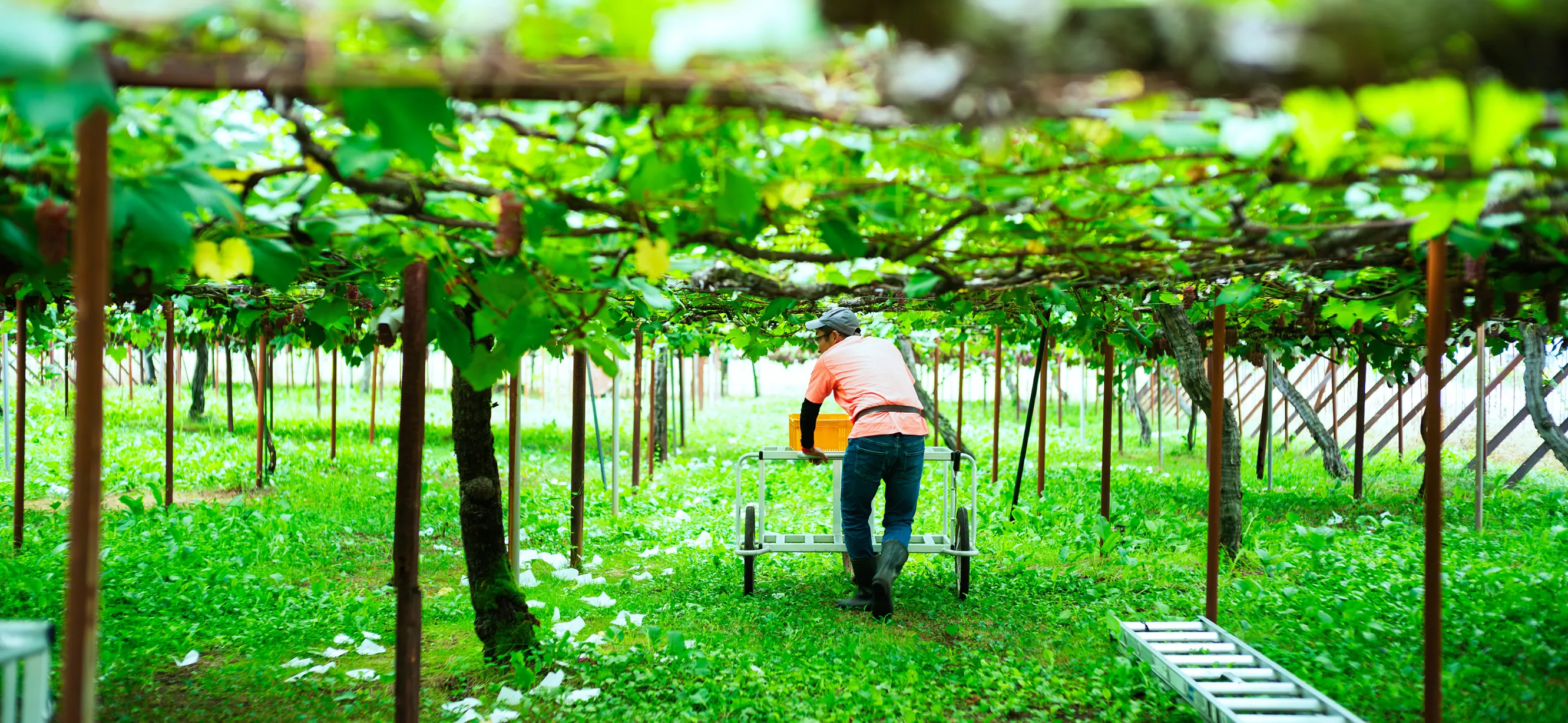 杉山さくらんぼ園の風景
