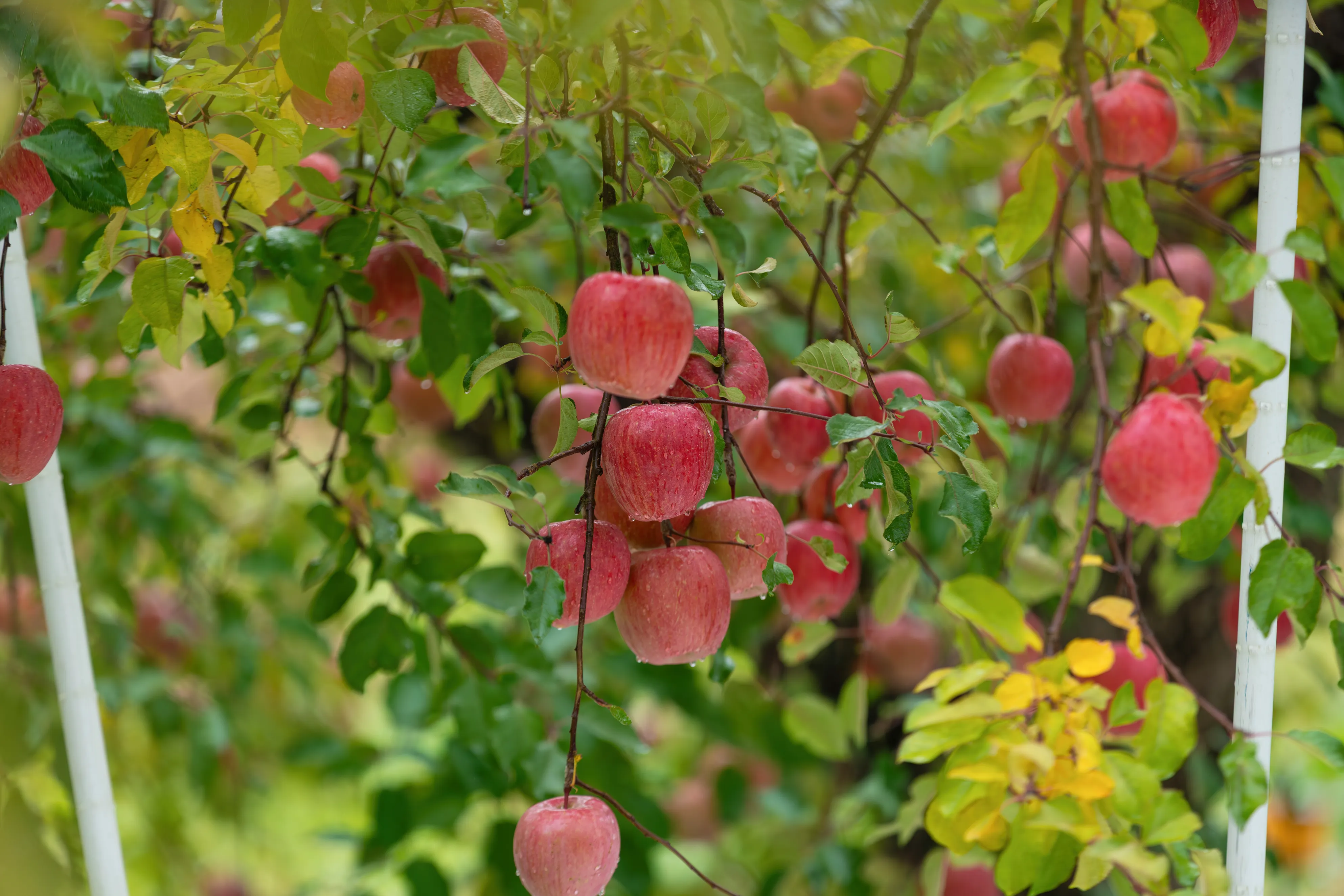 杉山さくらんぼ園の風景